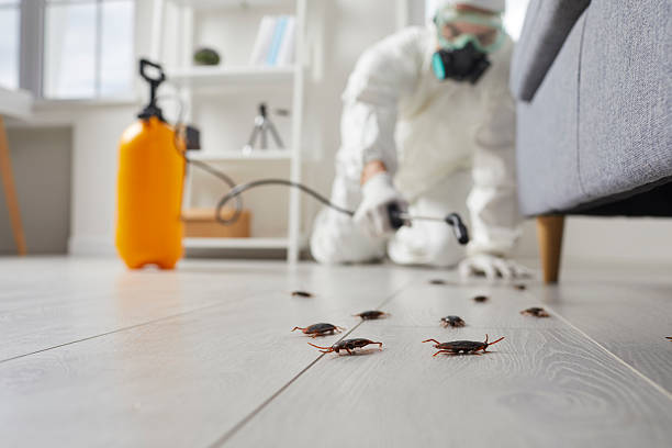 Commercial Kitchen Cockroach Control in Andover